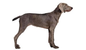 raza de perro reconocida por ACCAM. Incluye personalidad, historia, salud y estándar de raza ACCAM 
