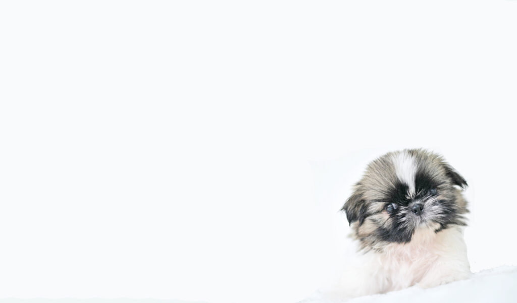 Estándar de la raza de perro Imperial