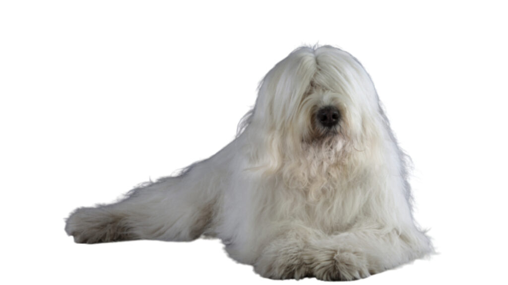 raza perro pastor ruso ACCAM