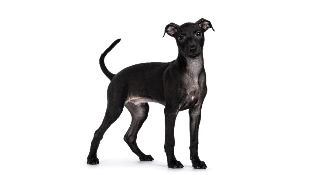 pequeño lebrel italiano Canina Nacional ACCAM presenta el estandar de la raza
