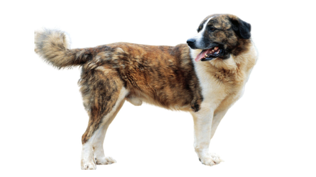 perro pastor portuguese_shepherd Canina Nacional ACCAM presenta el estandar de la raza