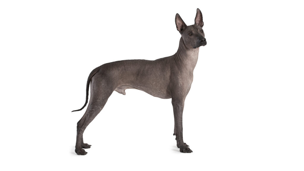 Raza canina reconocida por ACCAM
