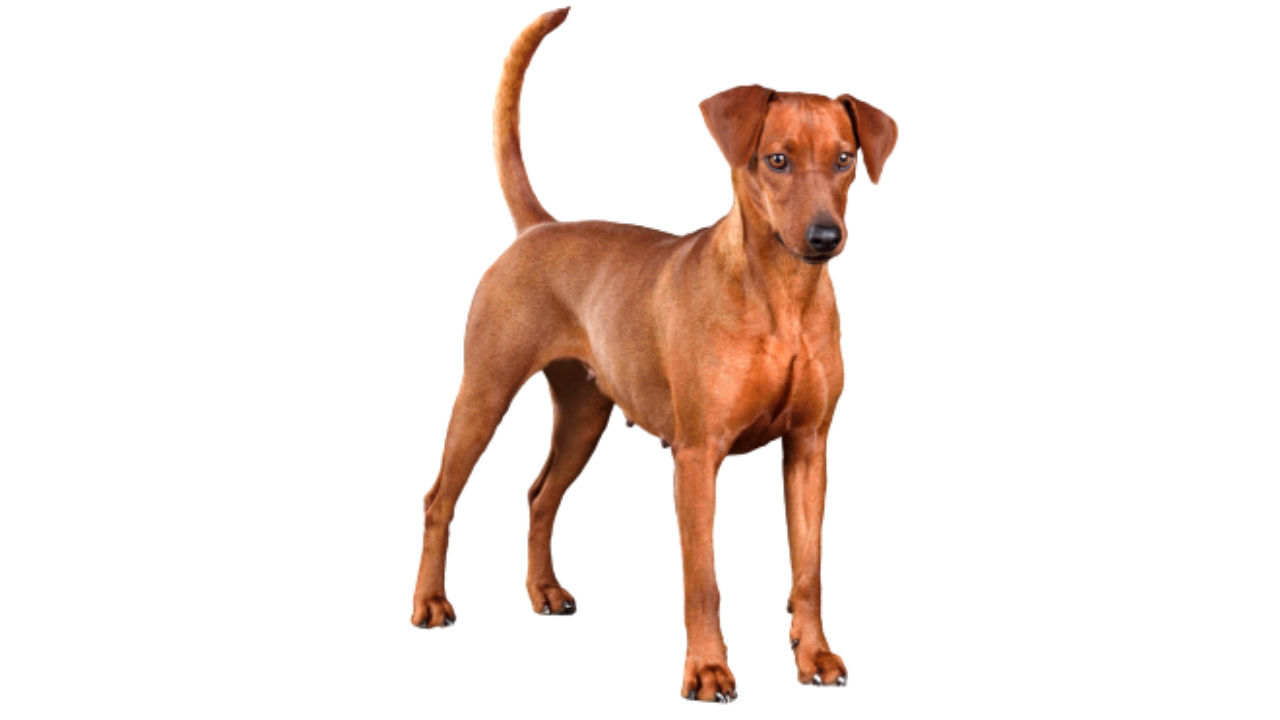 Estándar de la raza canina Pinscher alemán -