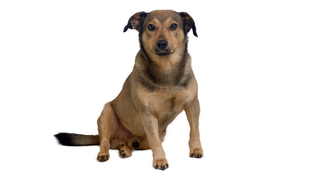 Canina Nacional ACCAM presenta el estandar de la raza