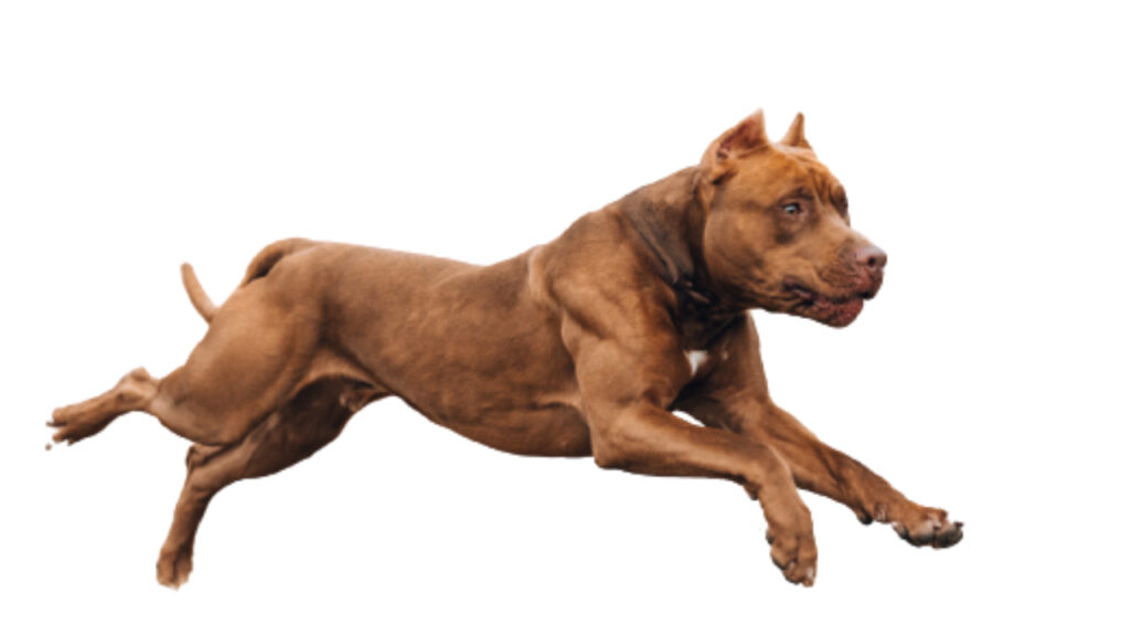 Canina Nacional ACCAM presenta el estandar de la raza
