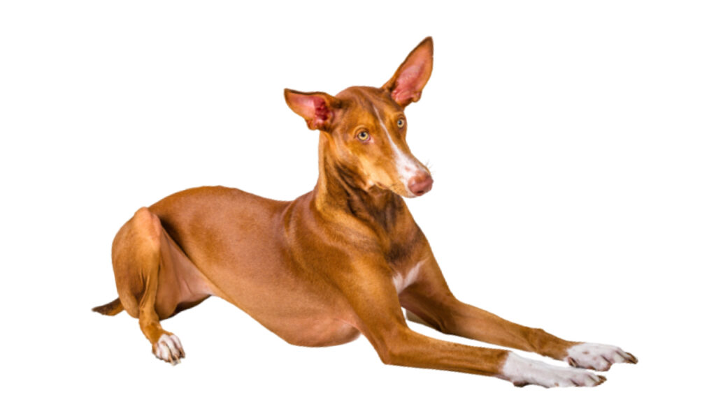 Canina Nacional ACCAM presenta el estandar de la raza