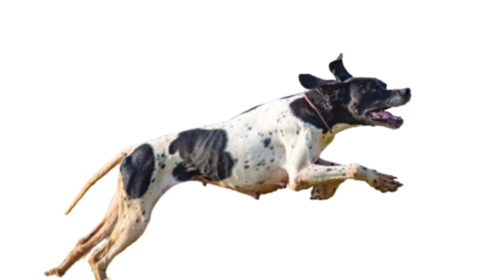 Canina Nacional ACCAM presenta el estandar de la raza