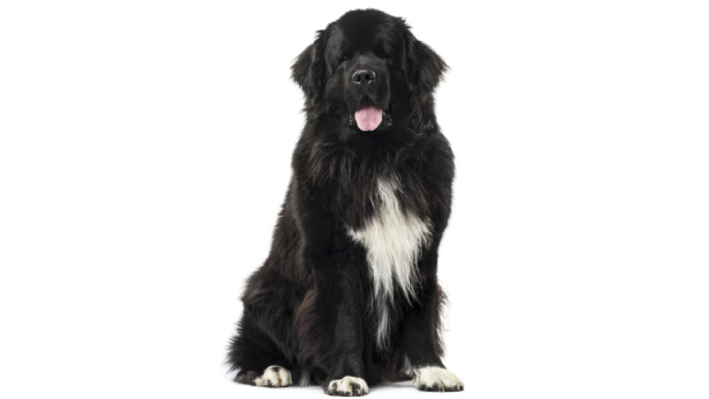 ACCAM presenta el estandar de la raza terrier newfoundland Terranova