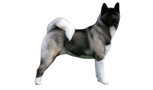 Raza de perro Akita Americano descripción de la Canina Nacional de España ACCAM