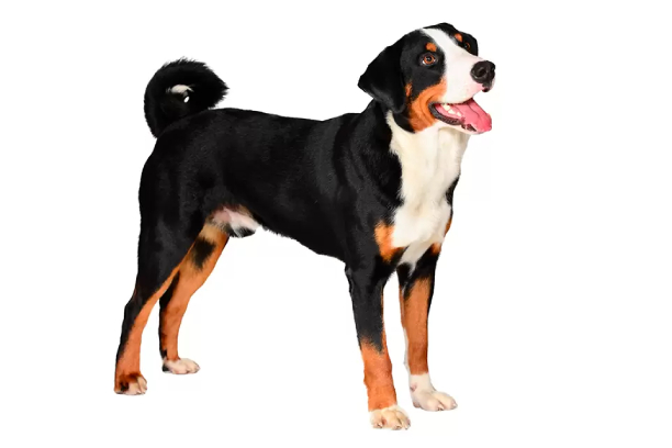 Boyero de appenzell raza de perro reconocida por ACCAM. Incluye personalidad, historia, salud y estándar de raza ACCAM