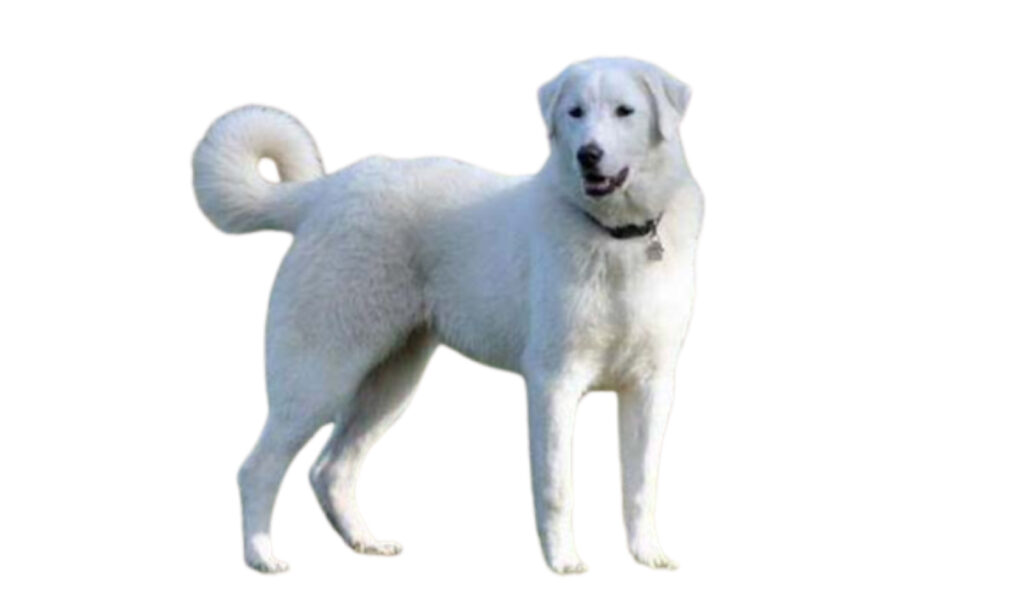 Raza de perro Akbash descripción de la Canina Nacional de España ACCAM